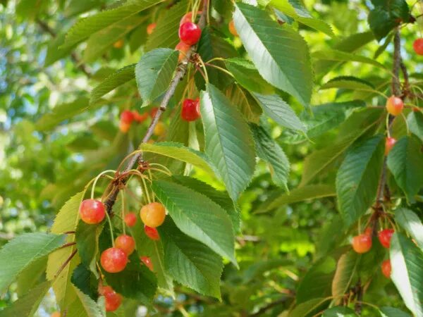 Вишня облачинская. Вишня плодоносит. Почему не плодоносит черешня. Вишня но не вишня. Вишня начала плодоносить.