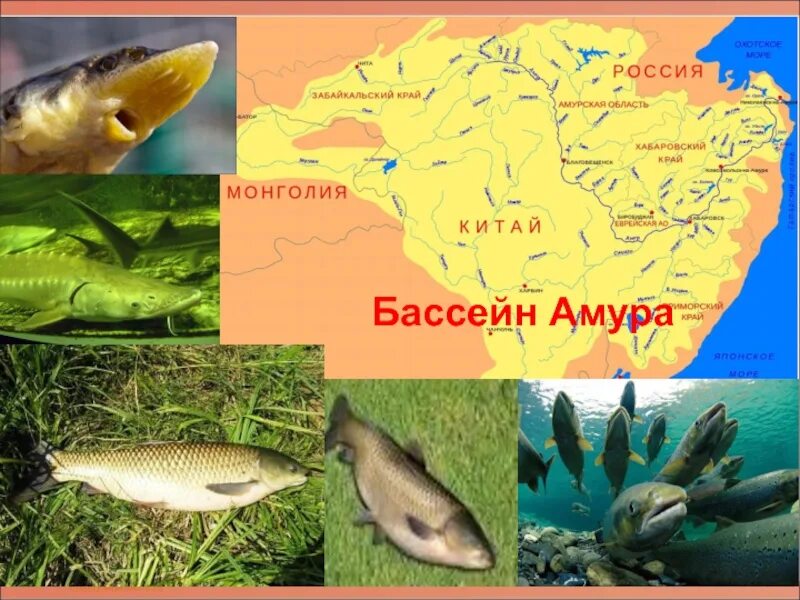 Амур в какое море. Бассейн реки Амур. Бассейн Амура. Граница речного бассейна Амура. Амурский бассейн реки.