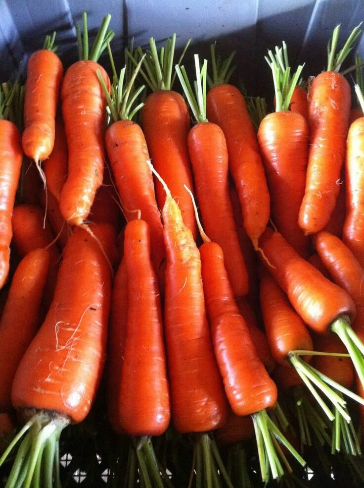 Сорта моркови урожайность. Морковь ред кор. Морковь сорт ред кор. Морковь сорт Небида.