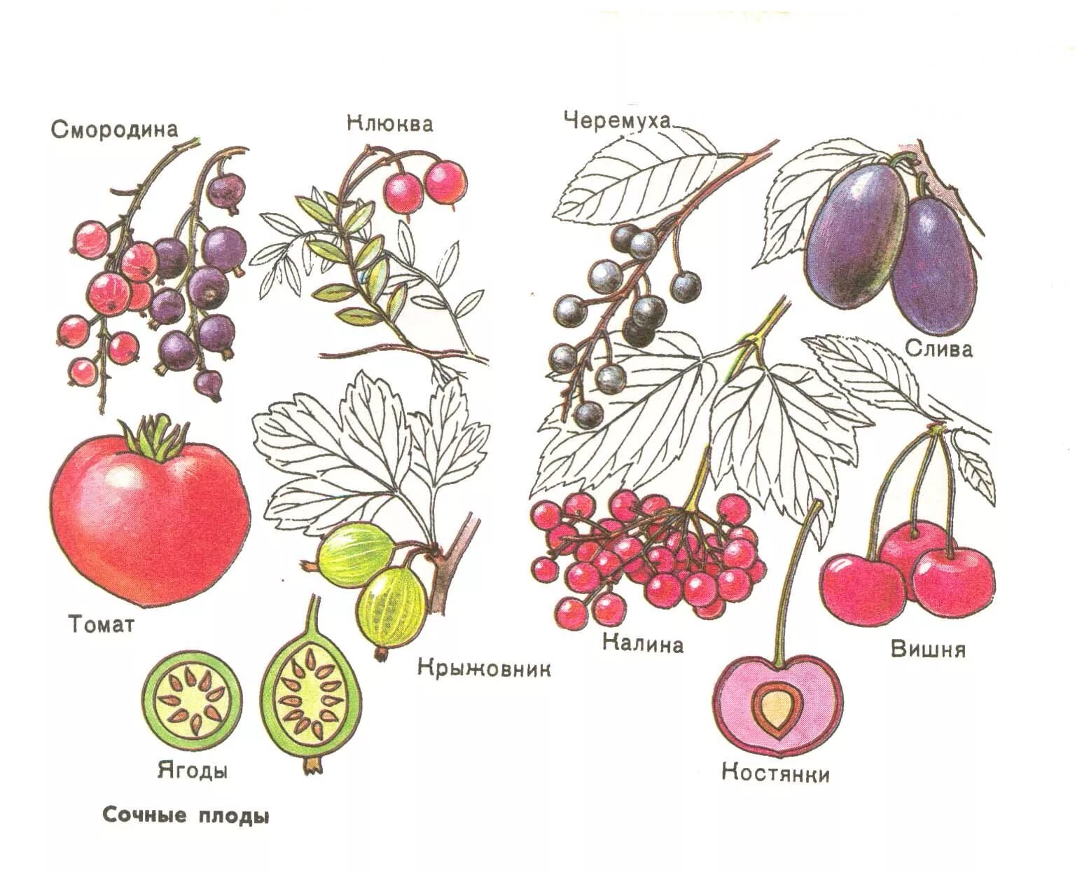 Что относится к частям плода. Строение плода ягода. Сочные плоды. Сочные плоды ягода. Сочная костянка плод.
