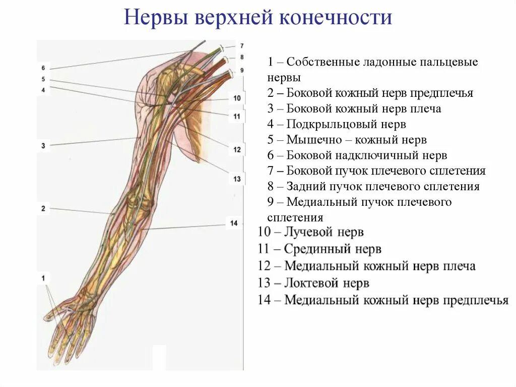 Кожно нервные. Нервы свободной верхней конечности. Проекция нервов верхней конечности. Анатомия нервов верхней конечности. Нервы свободной части верхней конечности.