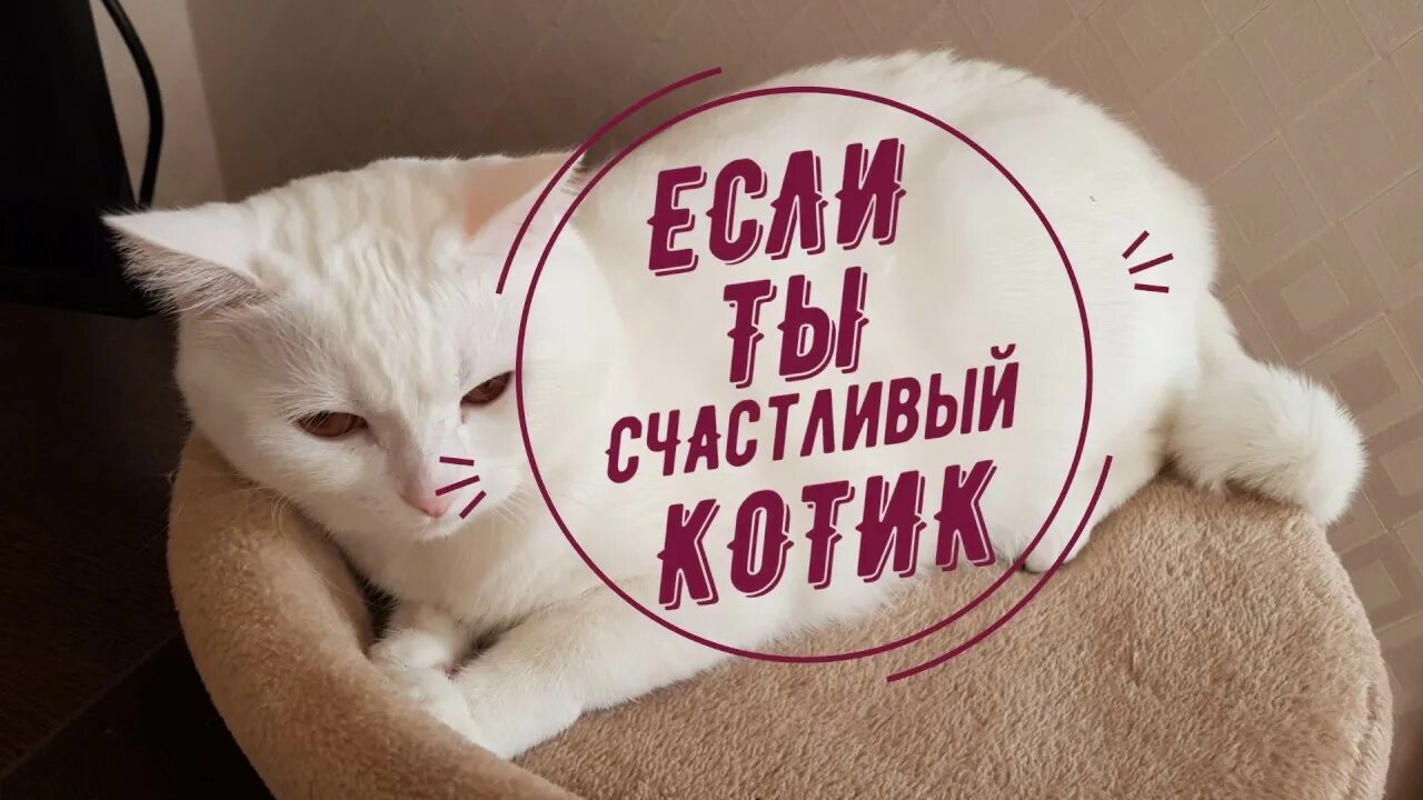 Котик скажи мяу