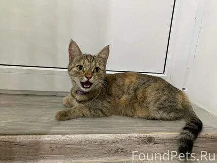 Кошка разбор
