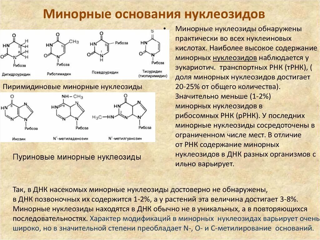 Минорные азотистые основания функции. Минорные пиримидиновые основания. Минорные азотистые основания РНК. Минорные пуриновые основания.