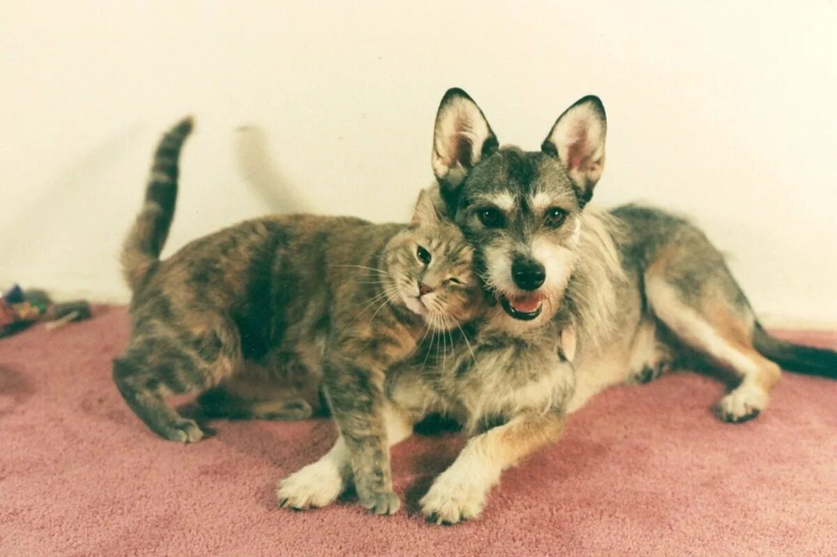 Собака спасла кошку. Спасение животных собак и кошек. Собака джинни которая спасала кошек. Кот и собака в турции после землетрясения. Собаки спасают из под завалов.