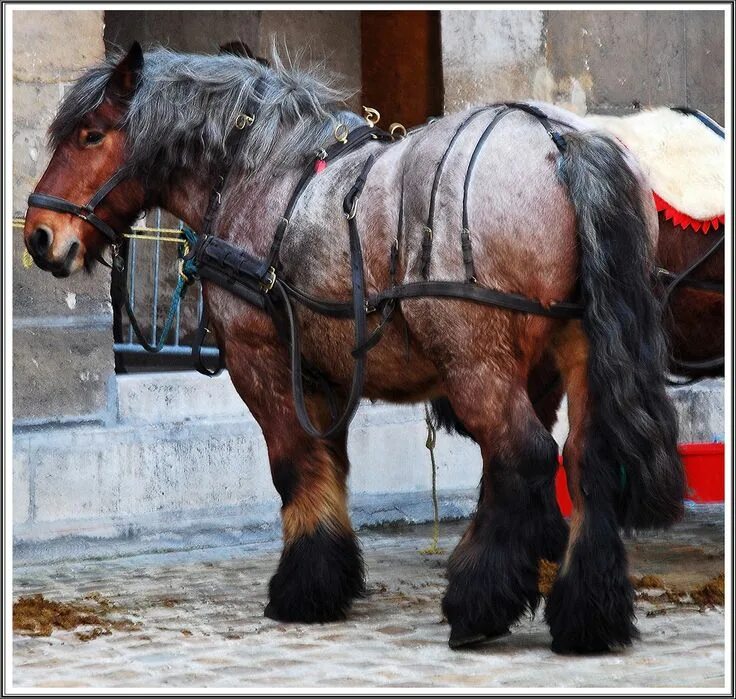 Dutch Draft Horses Calm Focused Energy - YouTube