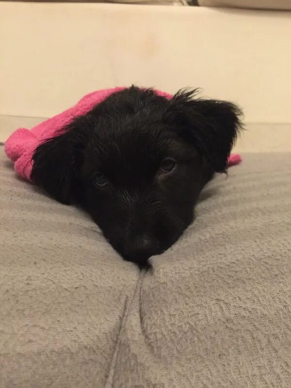 Потеряшки собаки санкт петербург. Потеряшки собаки санкт петербург. Маленькая беленькая собачка. Потеряшки собаки санкт петербург. Стрижка пшеничного терьера схема.