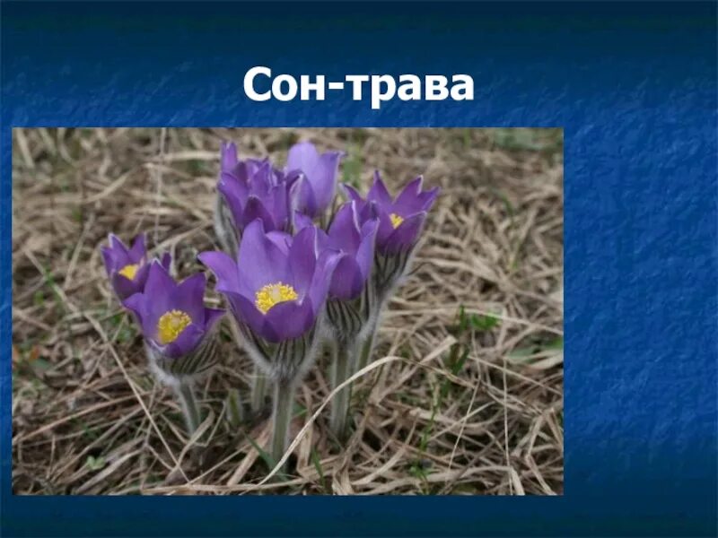 Сон трава почему так назвали. Сон трава. Сон трава Оренбургской области. Сон трава описание. Доклад про цветок сон трава.