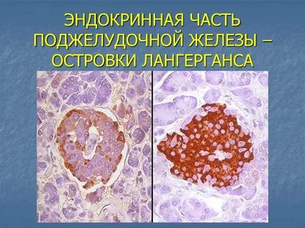 Клетки островков поджелудочной железы
