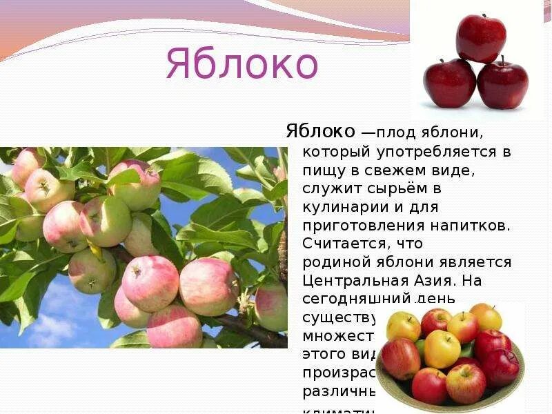 Яблоко для презентации. Проект про яблоню. Характеристика яблока. Бунин антоновские яблоки таблица. Яблоня культурное растение.