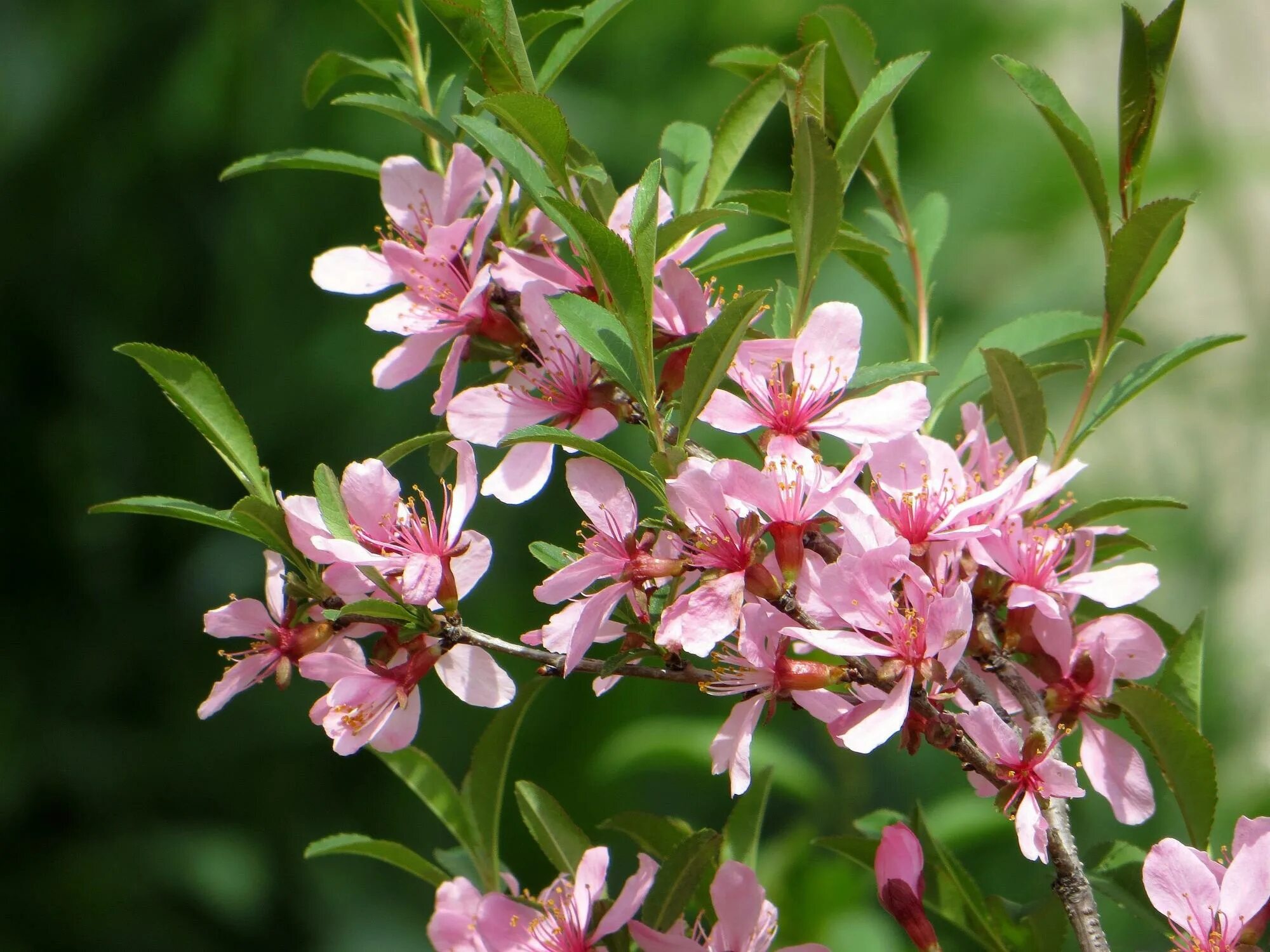 Миндаль бобовник. Миндаль Степной бобовник. Миндаль Степной (Prunus tenella). Миндаль бобовник куст. Миндаль степной