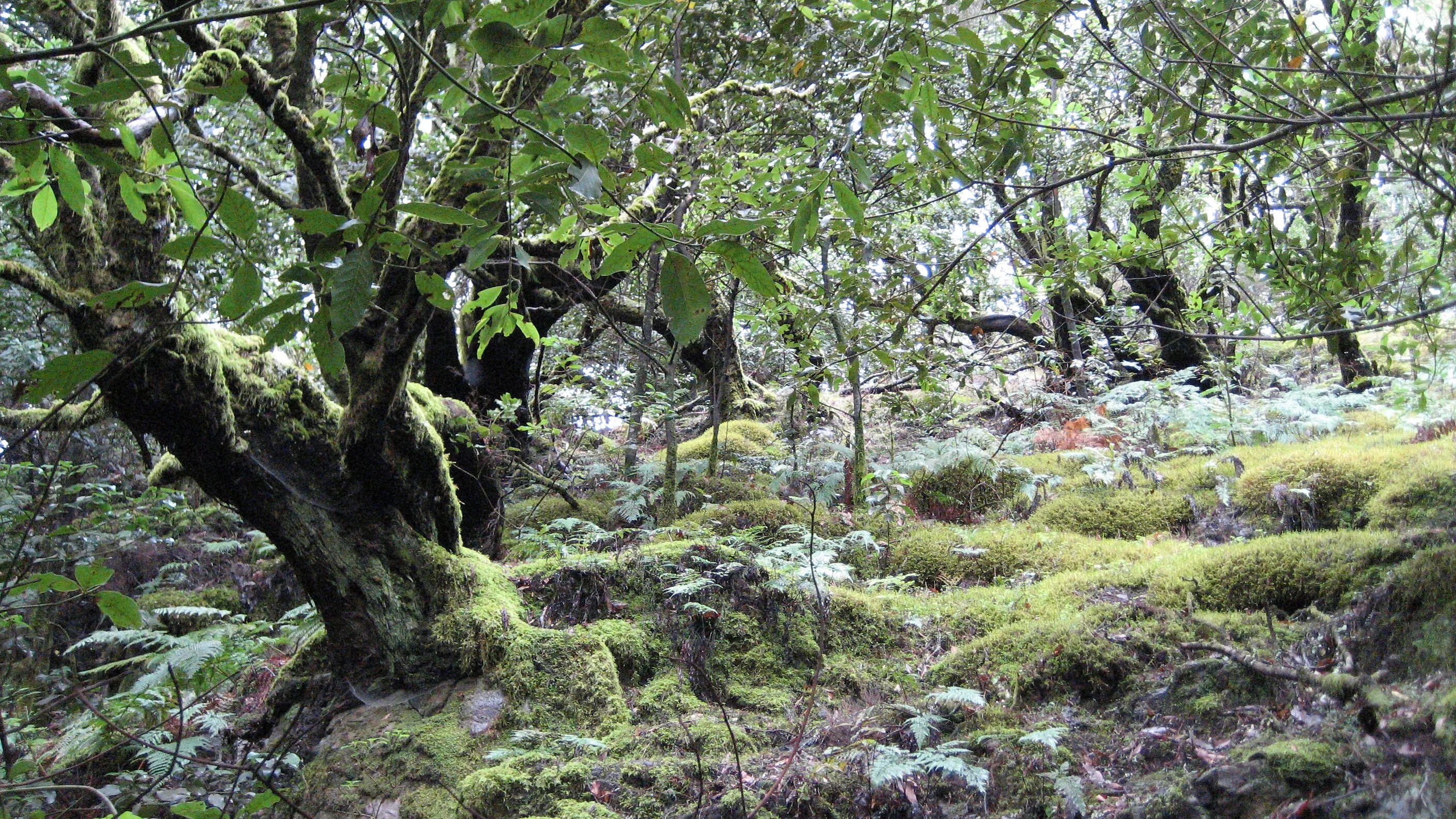 Национальный парк Гарахонай (Канарские острова) (1986). Ла Гомера реликтовый лес. Национальные парки Доньяна и Гарахонай.