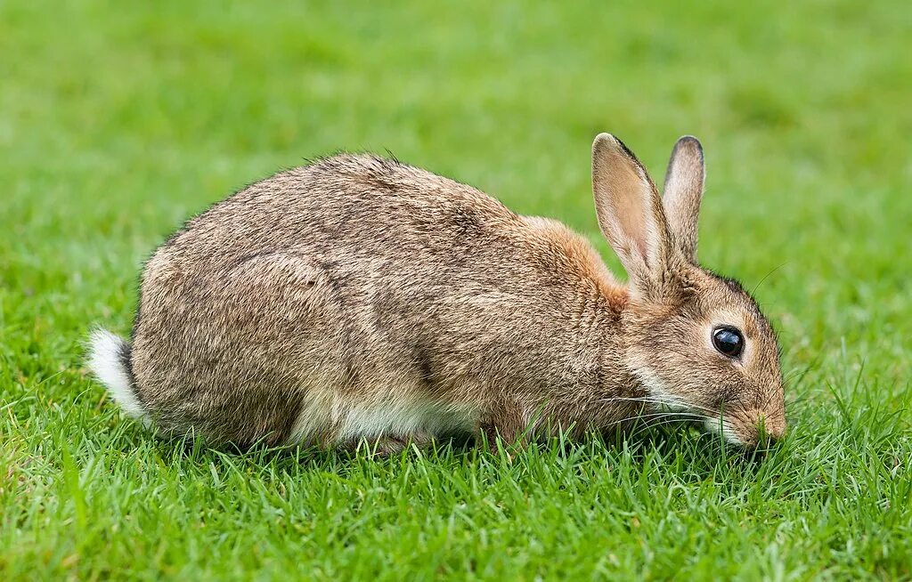 Rabbit blox. Rabbit blox