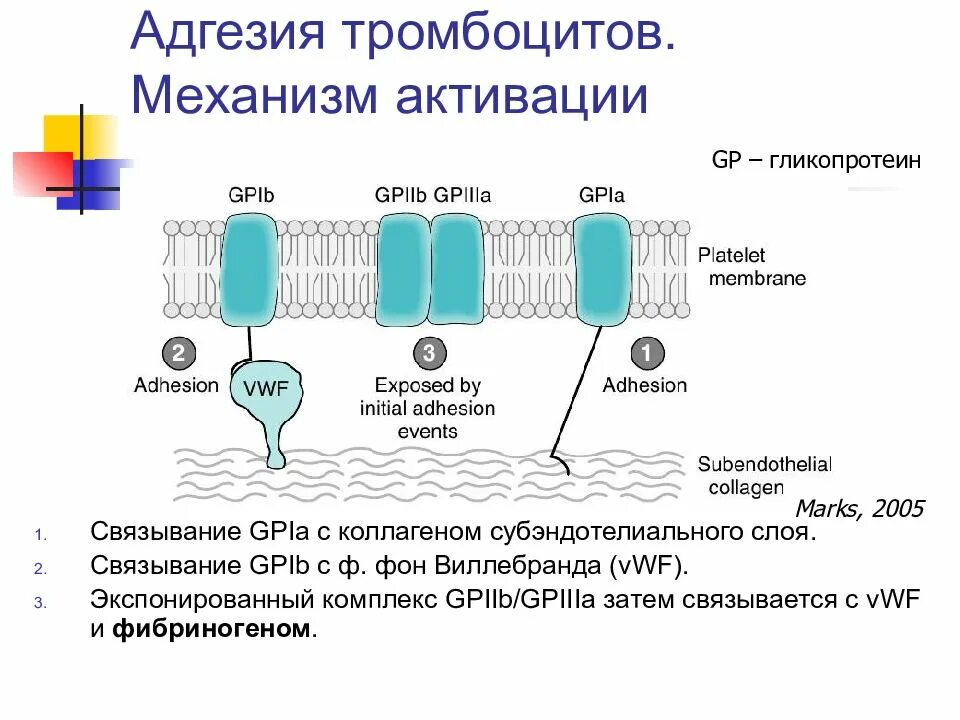 Адгезия. Электрическая теория адгезии. Активация тромбоцитов механизм. Механизм адгезии тромбоцитов.