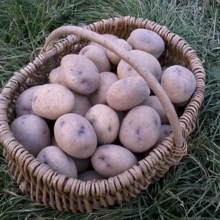 Картофель синеглазка описание сорта фото отзывы сроки