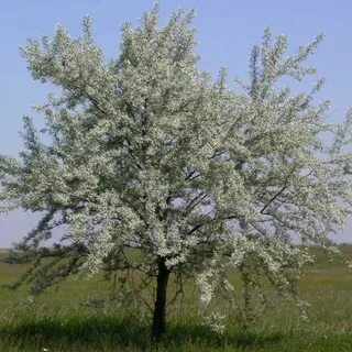 Дерево лох