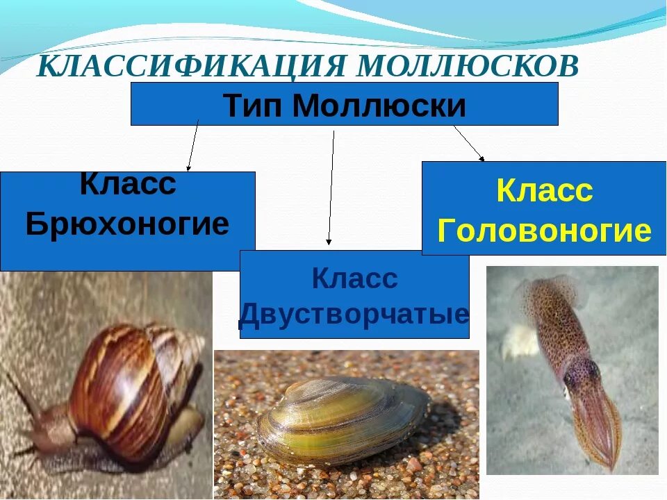 Приведите по три примера животных моллюски. Брюхоногие и двустворчатые моллюски. Классификация моллюсков 7 класс биология. Моллюски биология представители. Классификация животных Тип моллюски.