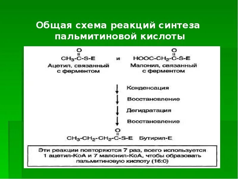 Синтез пальмитиновой. Синтез пальмитиновой кислоты. Реакции биосинтеза пальмитиновой кислоты. Реакции синтеза пальмитиновой кислоты из аланина. Синтез жирных кислот реакции.