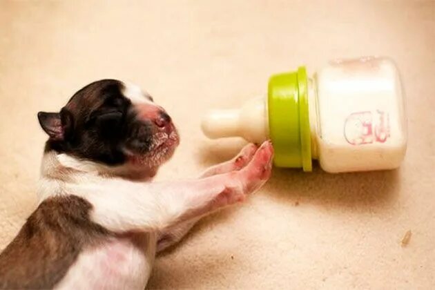 Искусственное вскармливание щенков. Бутылочки для щенков новорожденных. Искусственно выкармливаем щенков. Молоко для новорожденных щенков.