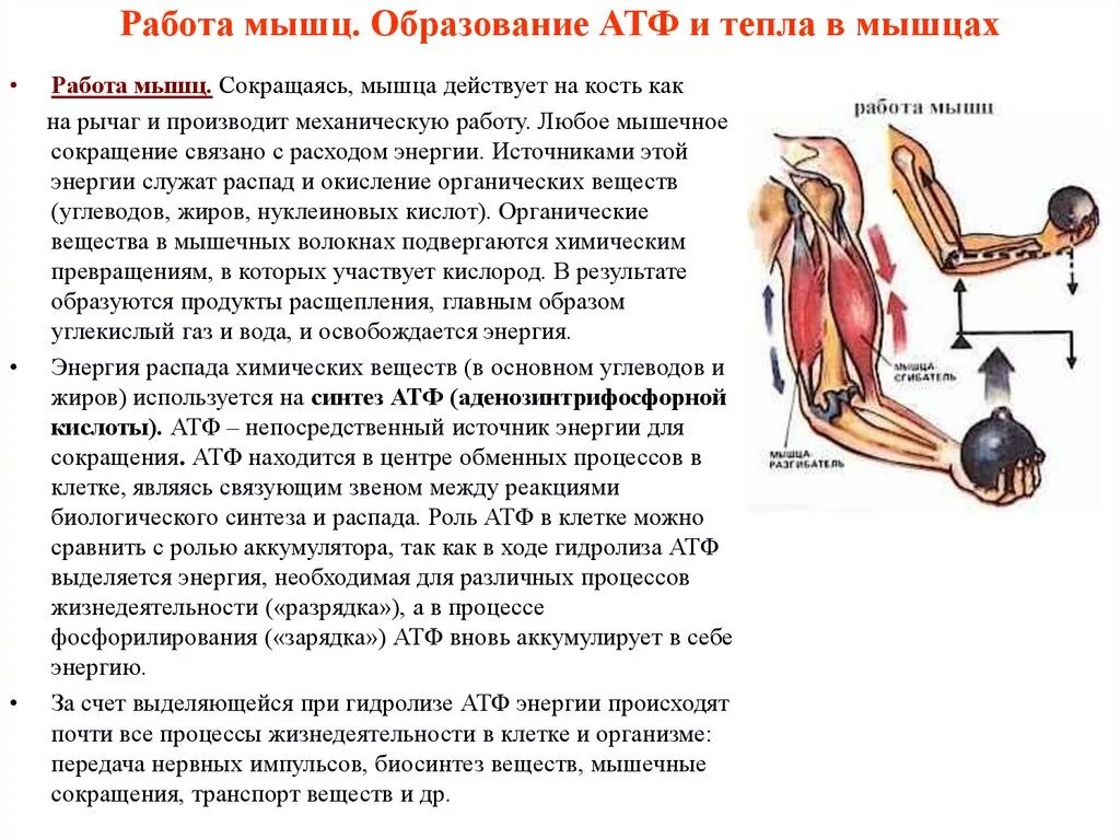 Основные работы мышц. Работа мышц. Как работает сокращение мышц. Работа мышц схема. Как происходит работа мышц.