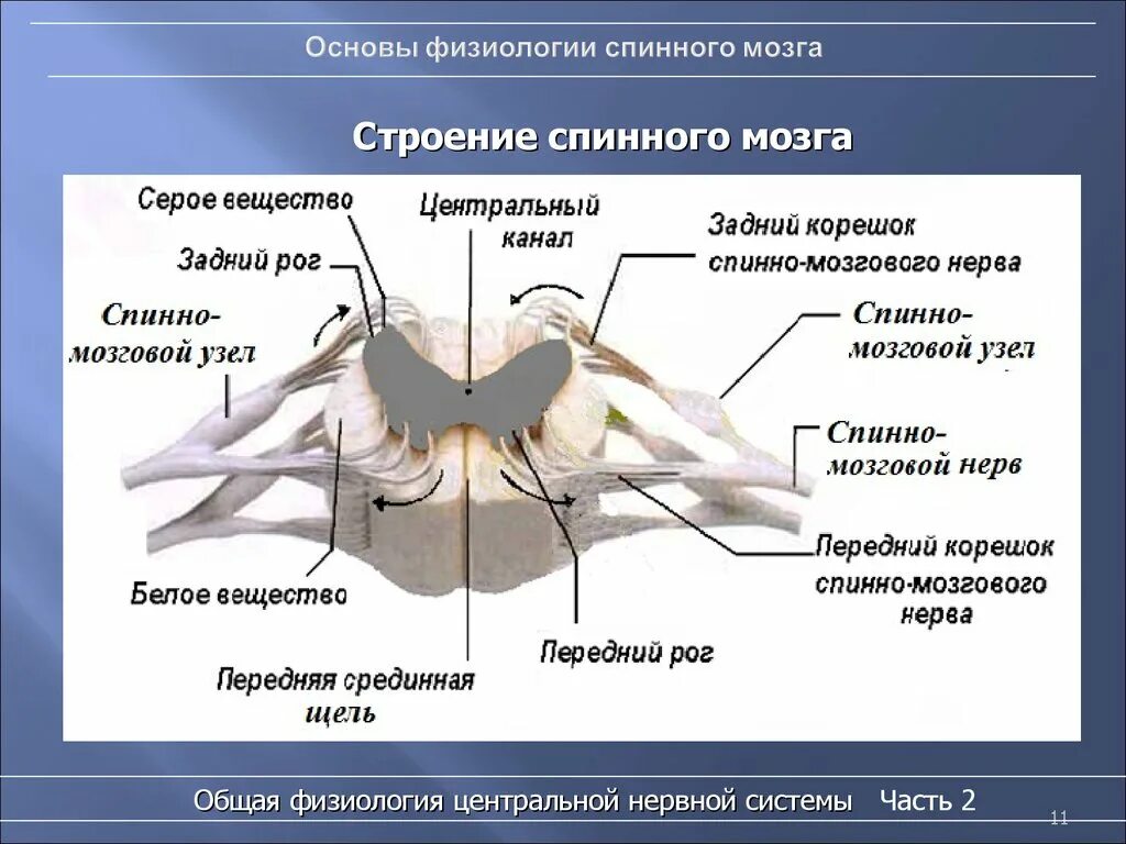 Наружное строение спинного мозга. Структура строения спинного мозга. Строение спинного мозга структурные компоненты. Внутреннее строение спинного мозга состав. Какие 2 функции выполняет спинной мозг