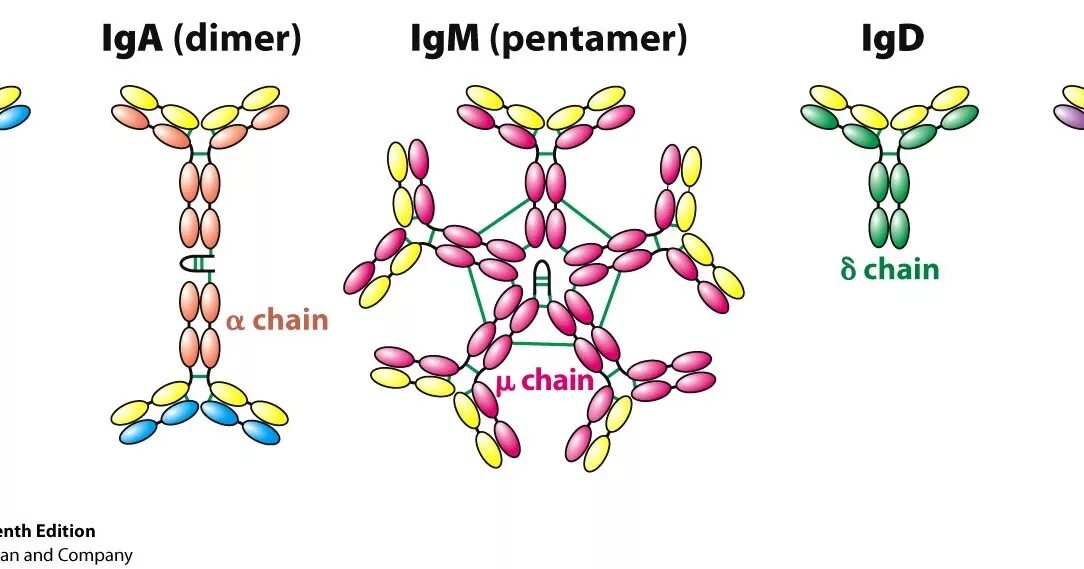 Иммуноглобулин igm igg. IGM антитела строение. Iga иммуноглобулин. Iga антитела строение. Иммуноглобулин g3.