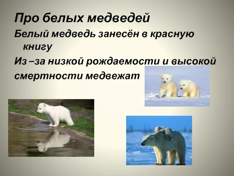 Картинки РАССКАЗАТЬ ПРО БЕЛОГО МЕДВЕДЯ