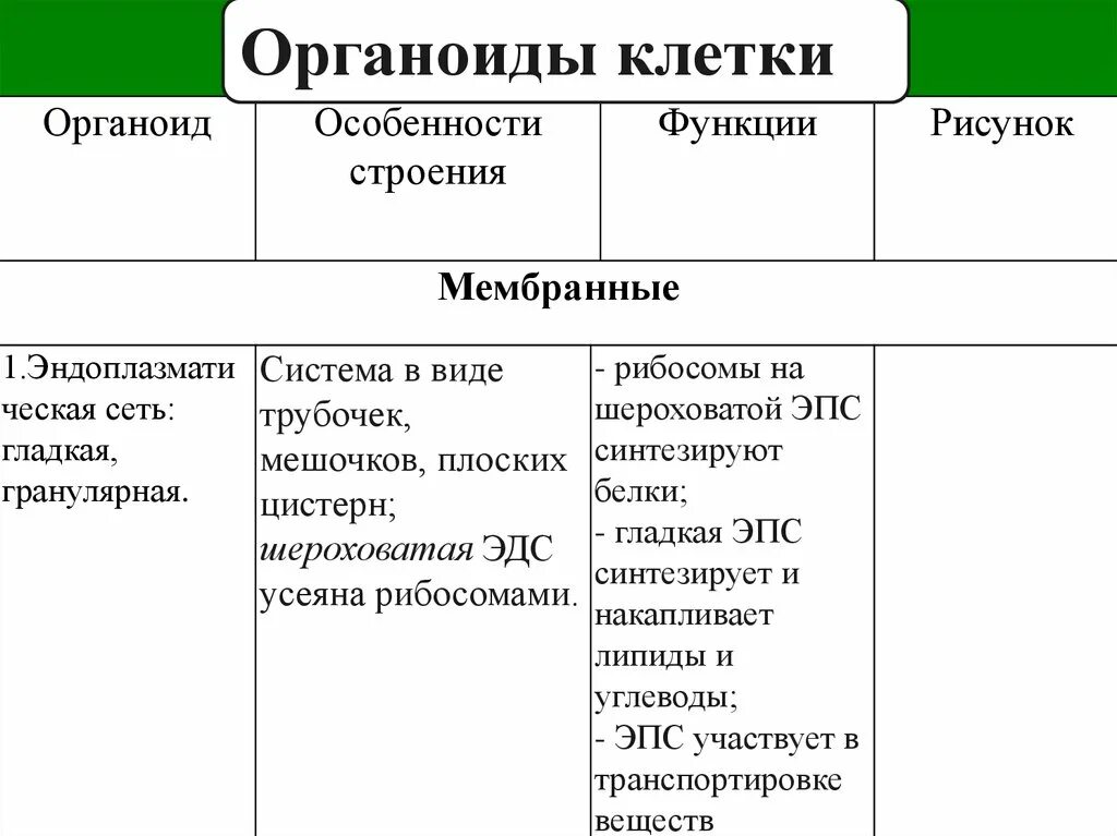 Эндоплазматическая сеть строение и функции таблица. Строение органоида (особенности) ЭПС. Названия органоида строение функции таблица ЭПС. Таблица строение клетки эндоплазматическая сеть. Строение клеток мембранные органоиды