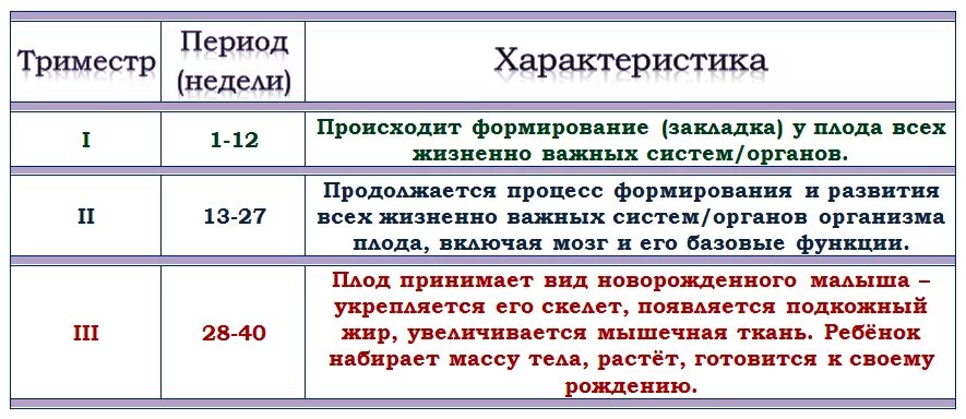 На какой неделе формируется мозг