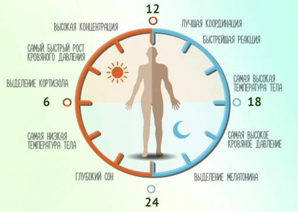 Время в течение дня. Циркадные биоритмы человека. Мелатонин циркадные ритмы. Сон биоритмы циркадные ритмы. Циркадные ритмы у человека Гербалайф.
