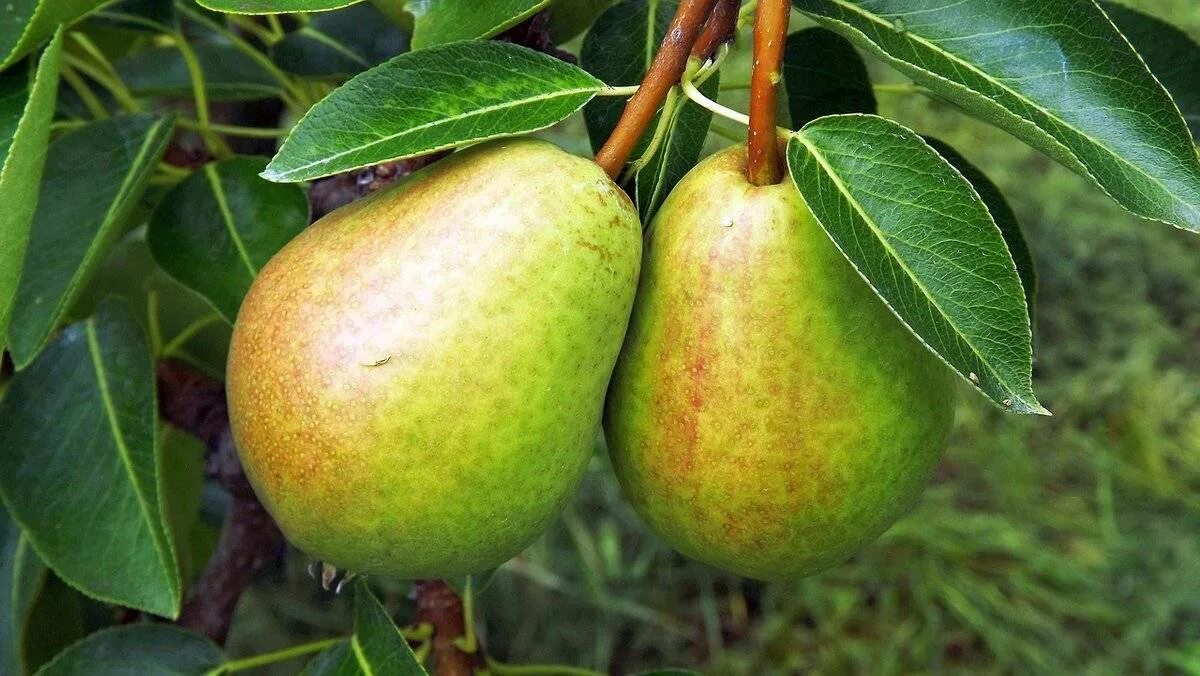 Груша феерия описание сорта отзывы. Сорт груши талгарская. груша муратовская. сорт груши сибирячка. груша лесная красавица колоновидная.