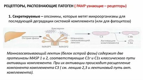 Распознают патогены