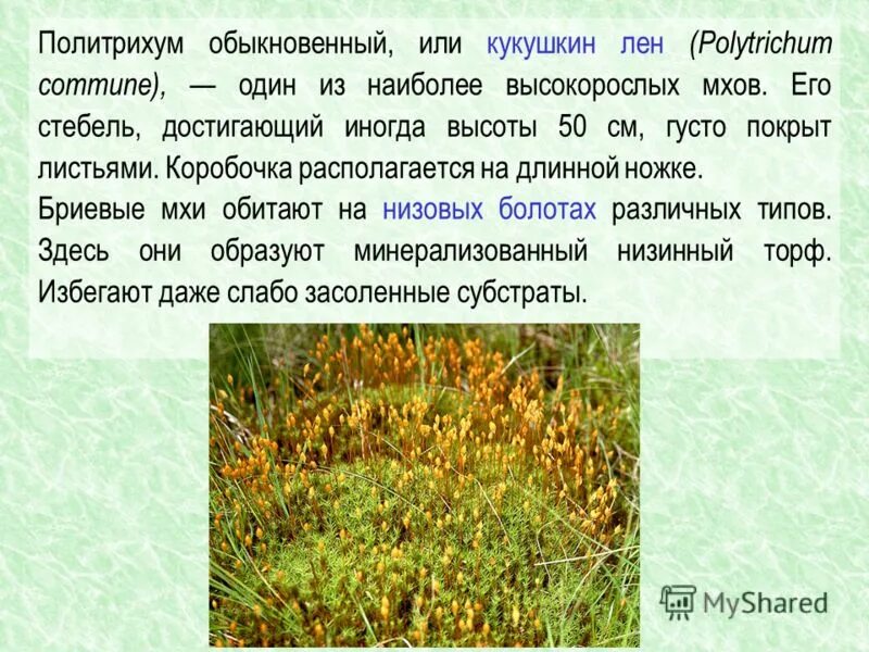 характеристика мха кукушкин лен и сфагнум. кукушкин лен высота растения. биологическое значение кукушкиного льна. кукушкин лен среда обитания. кукушкин лен бесполое поколение.