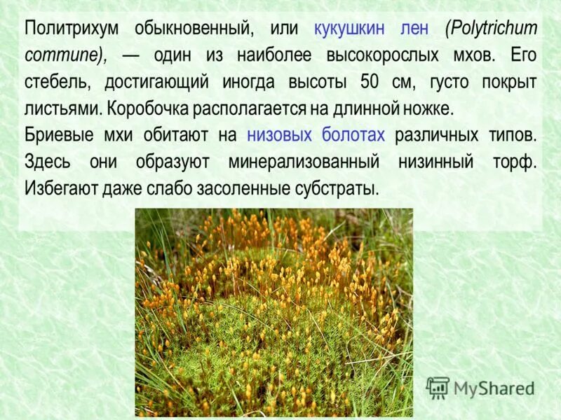 Кукушкин лен ламинария баклажан среда обитания