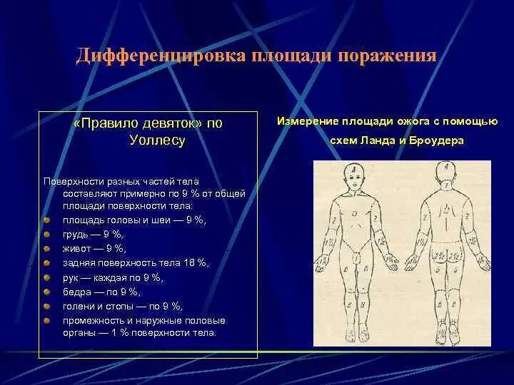 Площадь поражения при ожогах. Площадь ожога головы и шеи составляет. Правило девяток грудь и живот. Площадь ожоговой поверхности по правилу девяток составляет.