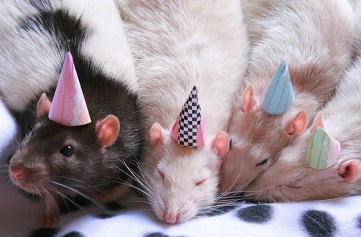 С днем рождения крыса. Всемирный день крысы (world rat day). Всемирный день крысы. Открытки с днем рождения с крысами. Мышь с цветами.