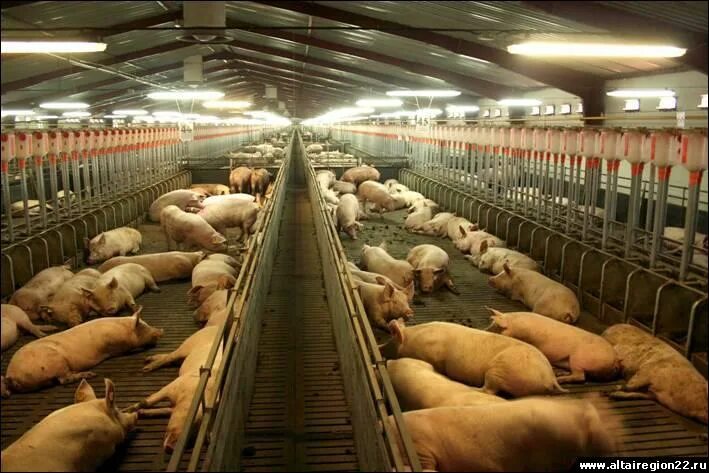 Свиноферма в брянской области. Поселок лесной свинокомплекс. Микрорайон лесной владимир. Г. Свинокомплекс черкизово.