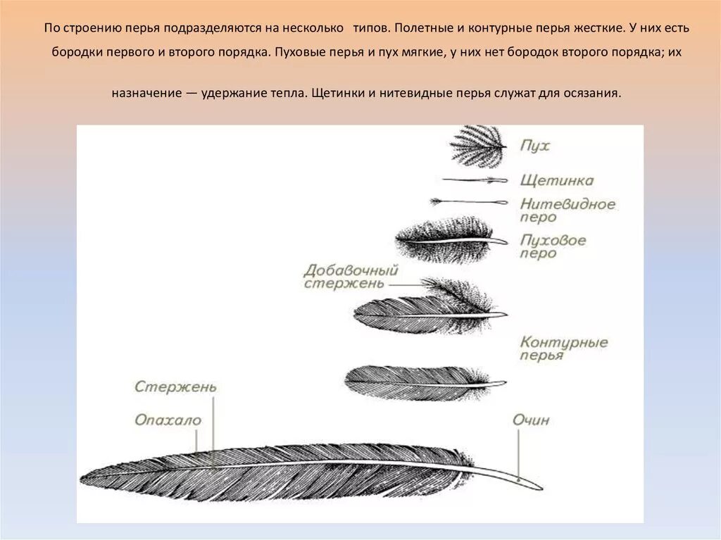 Варианты перьев птиц. Пуховое перо строение основные части. Строение махового пера у птиц. Пуховое перо схема строения. Пуховые перья птиц строение.