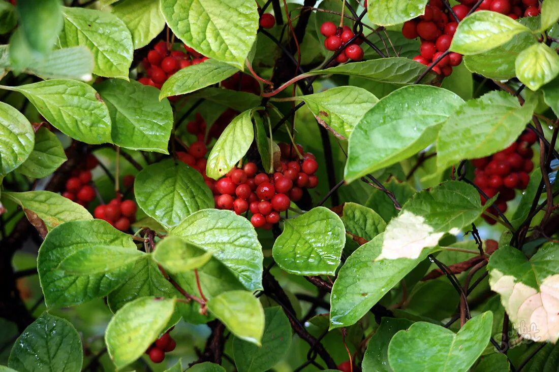 Как посадить лимонник. Лимонник китайский (schisandra chinensis). лимонник дальневосточный куст. лимонник сибирский.