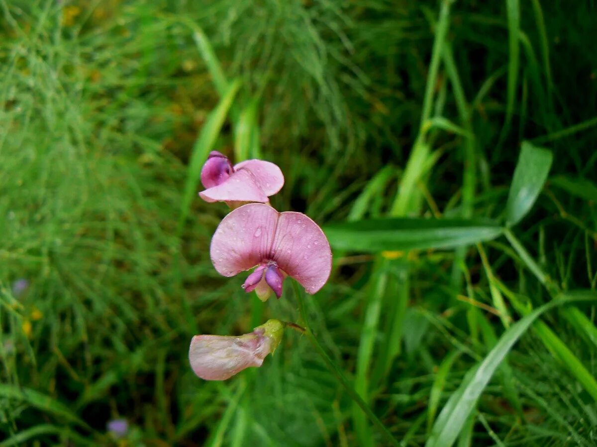 Чина японская. Чина Лесная Lathyrus Sylvestris. Чина клубненосная листья. Чина японская (Lathyrus japonicus). Кислица клубненосная.