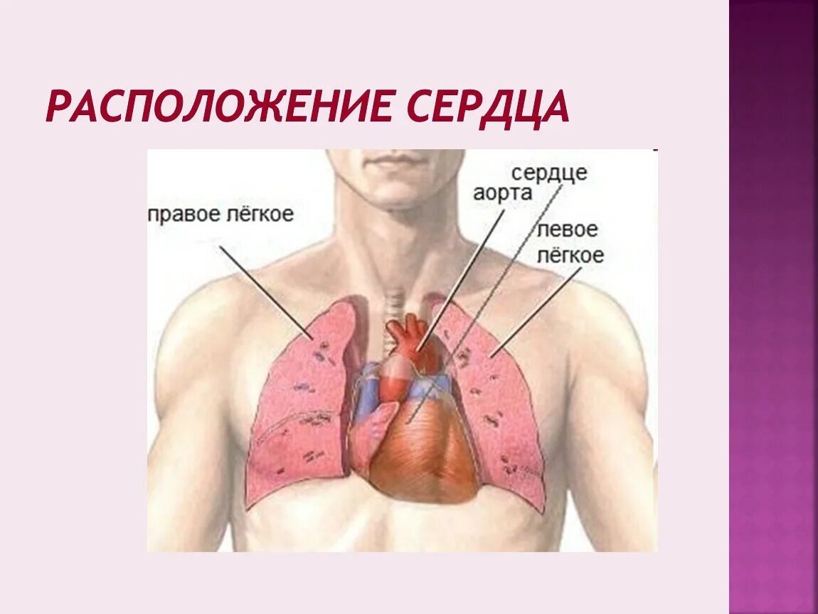 Дом где находится сердце. Югье назожиться сердце. Где находится сердце у человека. Расположение сердца у человека.