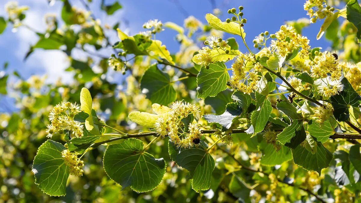 Tilia cordifolia - Image of an specimen - Plantarium