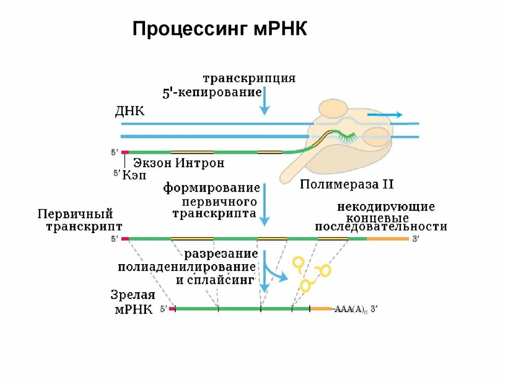 Структура матричной РНК эукариот. Матричная РНК эукариот строение. Процессинг МРНК У эукариот. Матричная РНК (МРНК).