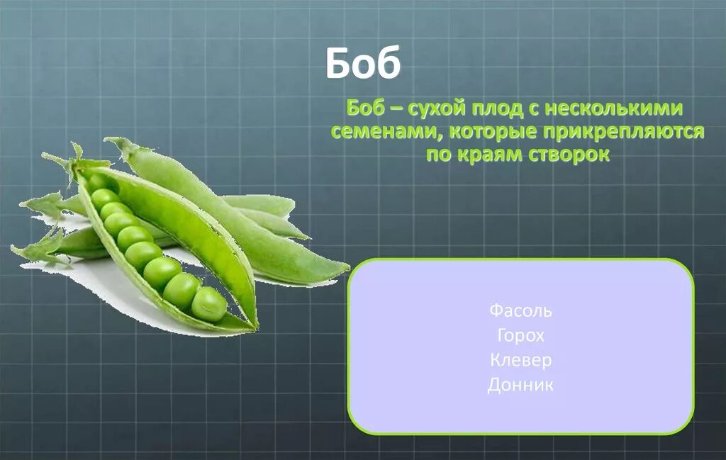 Название плода бобовых. Плод боб. боб описание плода. плод гороха. горох тип плода.
