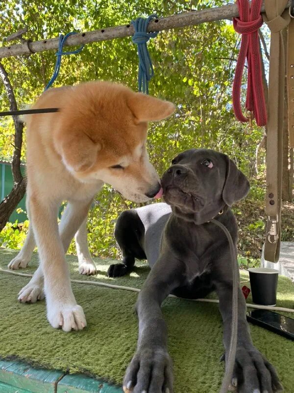 Краснодог краснодар. Краснодог приют для животных. Краснодар дог. Краснодог краснодар. Top dog, краснодар.