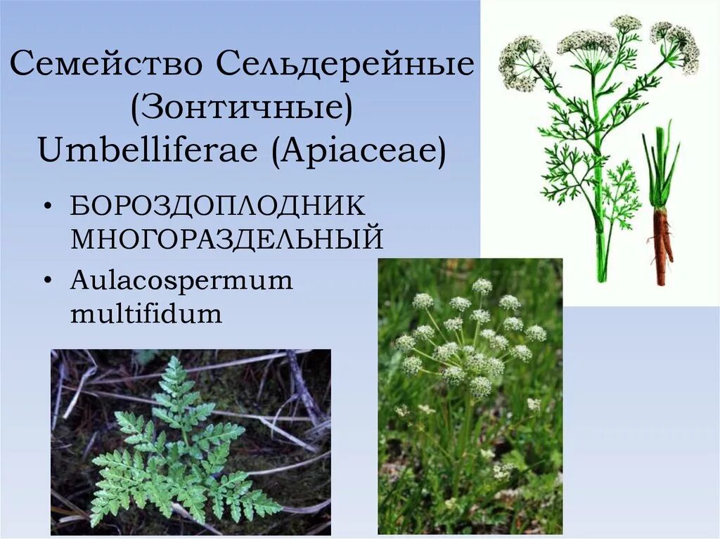 Apiaceae-umbelliferae. Сельдерейные зонтичные. Сельдерейные (зонтичные) цветки. Зонтичные растения характеристика. Семейство зонтичные соцветия.