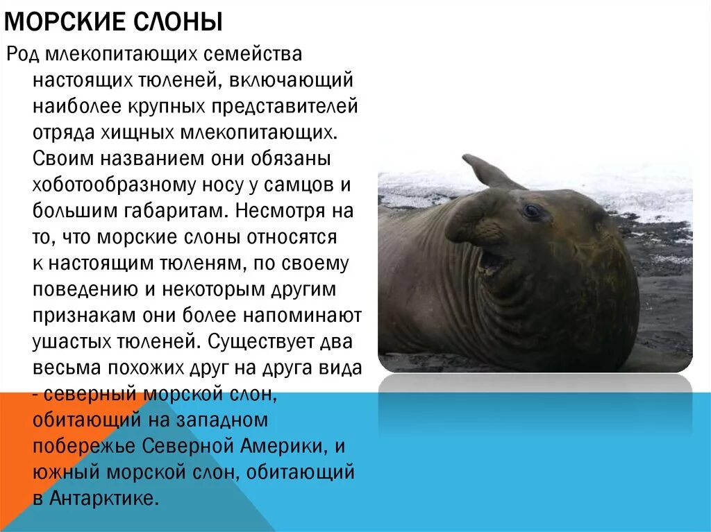 Южный морской слон доклад. Ластоногие морской слон. Морской слон антарктиды. Морские слоны описание. Mirounga angustirostris.
