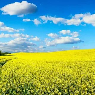 Телефона обязательно поле