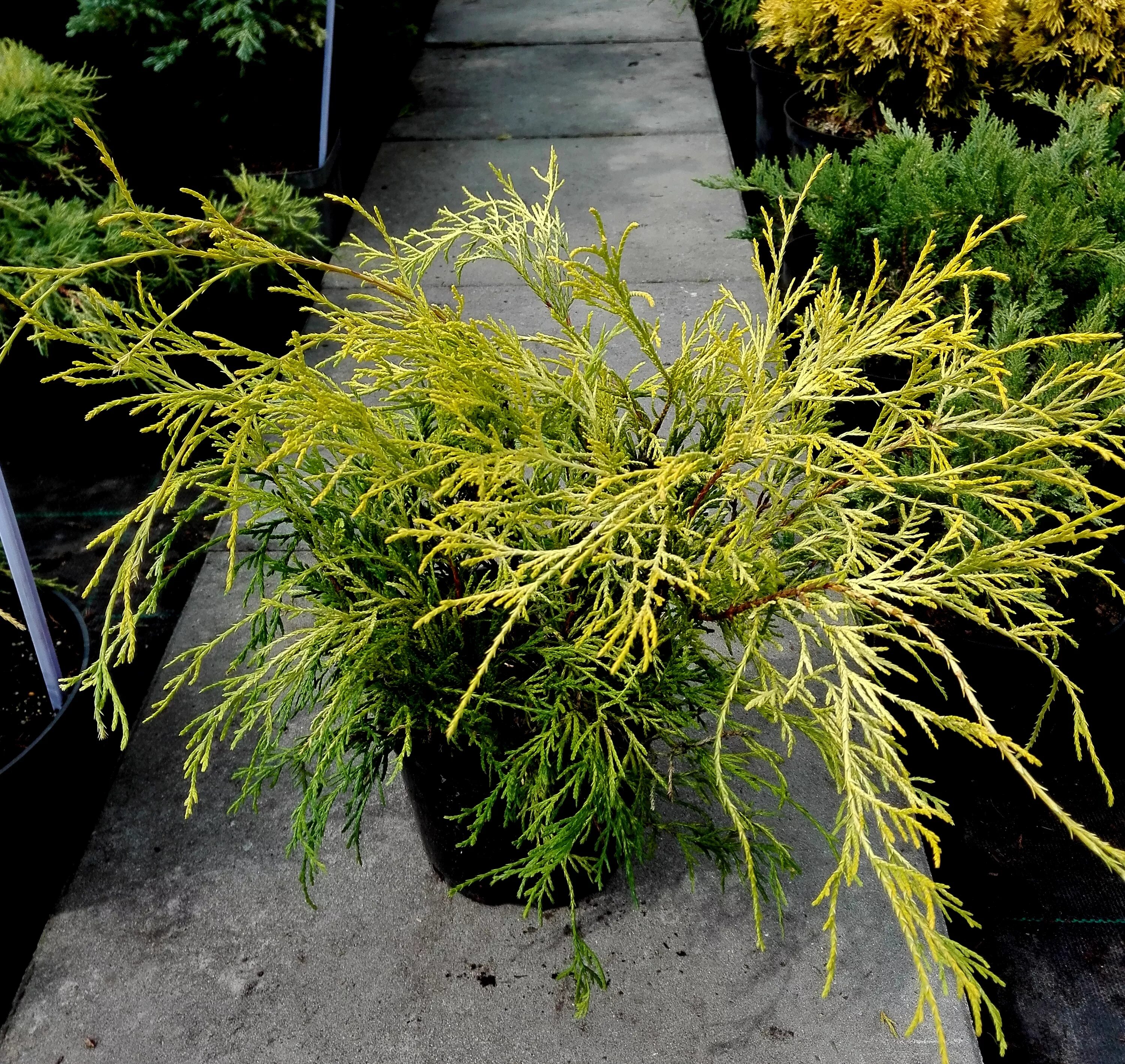 Platycladus orientalis aurea nana variegata. Кипарис горохоплодный филифера нана. кипарисовик горохоплодный ауреа нана. кипарисовик горохоплодный филифера ауреа нана. кипарисовик горохоплодный aurea nana.