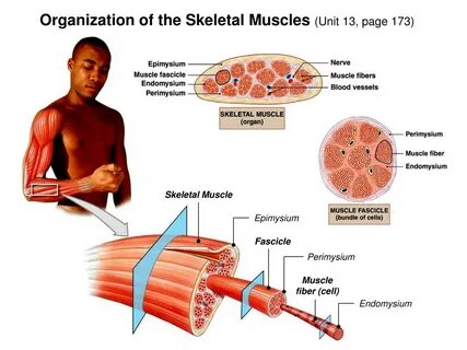 Skeletal muscle